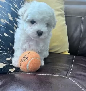 Photo №1. maltese dog - for sale in the city of Turin | 371$ | Announcement № 107579