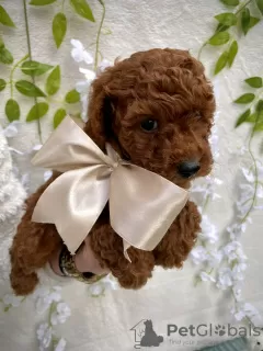 Additional photos: Red toy poodle puppies