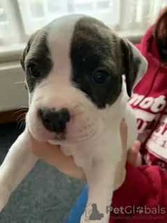 Photo №1. american bulldog - for sale in the city of Asterholma | 358$ | Announcement № 10982