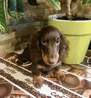 Additional photos: Miniature dachshund puppy d / w