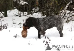 Photo №3. German Wirehaired Pointer ZKwP FCI female. Poland