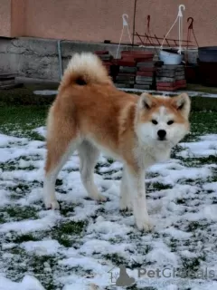 Photo №2 to announcement № 129126 for the sale of akita - buy in Serbia breeder