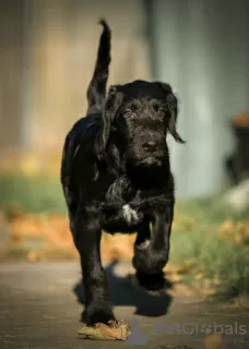 Photo №3. Labradoodle. Russian Federation