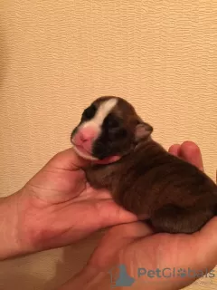 Photo №3. German boxer puppies for sale. Russian Federation