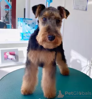 Photo №2 to announcement № 109368 for the sale of welsh terrier - buy in Serbia breeder