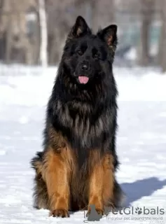 Photo №3. German Shepherd longhaired 11 months old male. Russian Federation