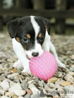 Photo №4. I will sell jack russell terrier in the city of Гамбург. private announcement - price - 285$