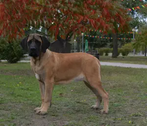 Additional photos: English Mastiff bred puppies