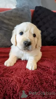 Photo №3. GOLDEN RETRIEVER PUPPIES. Slovenia