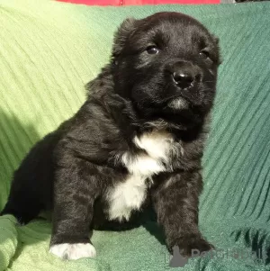 Additional photos: Central Asian Shepherd puppies