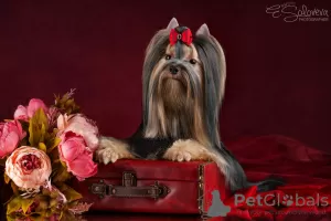 Additional photos: Yorkshire Terrier