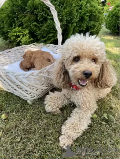 Photo №3. Beautiful toy poodle puppies for sale. Belarus