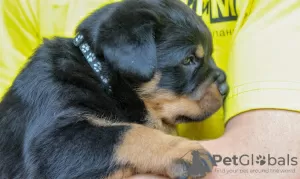 Additional photos: Rottweiler puppy