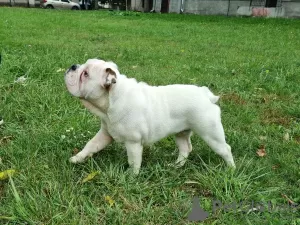 Additional photos: English bulldog