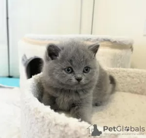 Photo №2 to announcement № 118025 for the sale of british shorthair - buy in United States private announcement