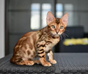 Photo №1. bengal cat - for sale in the city of Minsk | negotiated | Announcement № 24454