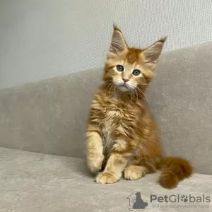 Photo №1. maine coon - for sale in the city of Калифорния Сити | 800$ | Announcement № 127424