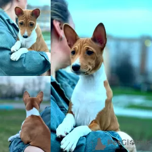 Additional photos: Basenji