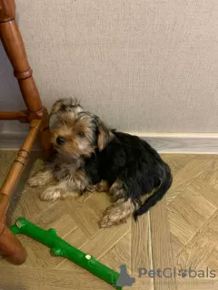 Additional photos: Yorkie puppies for sale, boy and girl