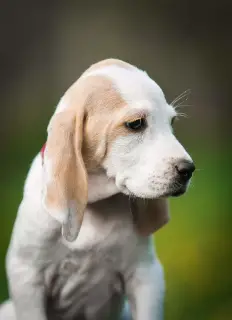 Photo №3. Porselin puppies from what it is world. Belarus