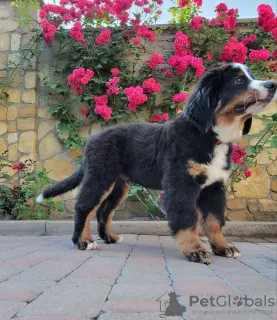 Photo №2 to announcement № 20675 for the sale of bernese mountain dog - buy in Italy breeder