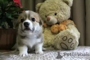 Photo №3. adorable pembroke welsh corgi puppies. Russian Federation