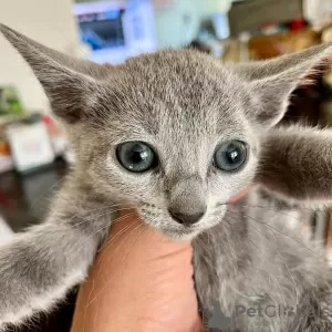 Photo №1. russian blue - for sale in the city of Sofia | 444$ | Announcement № 107911