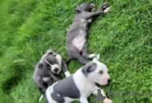 Photo №3. American PitBull Terrier puppies for sale. Finland