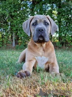 Photo №3. Cane Corso (FCI). Poland