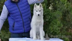 Additional photos: Siberian Husky puppy dog