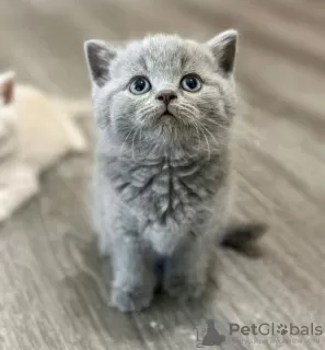 Photo №1. british shorthair - for sale in the city of Флорида Сити | negotiated | Announcement № 122113