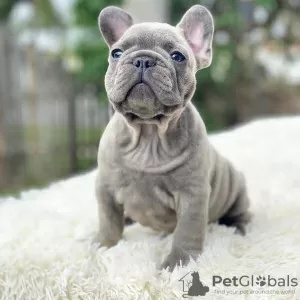 Photo №2 to announcement № 13068 for the sale of french bulldog - buy in Russian Federation private announcement