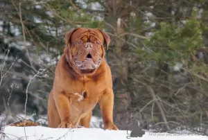 Photo №2. Mating service dogue de bordeaux. Price - negotiated