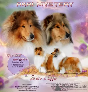 Photo №1. rough collie - for sale in the city of Prague | 1195$ | Announcement № 9840