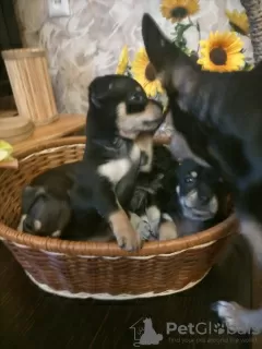 Additional photos: Selling Toy Terrier Puppies