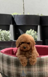 Photo №1. poodle (toy) - for sale in the city of Belgrade | negotiated | Announcement № 106359