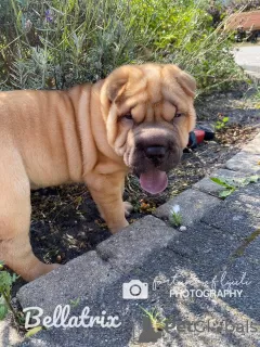 Additional photos: 3 szczenięta Shar Pei na sprzedaż