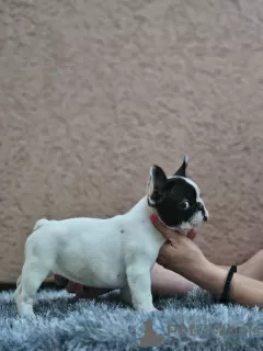 Additional photos: Beautiful french bulldog puppies