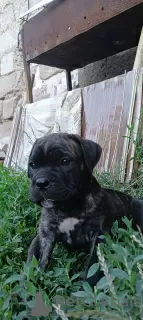 Photo №1. cane corso - for sale in the city of Tiraspol | 350$ | Announcement № 56193