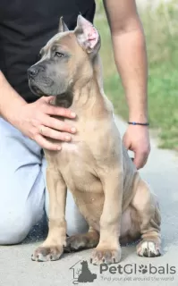 Additional photos: Cane Corso puppies available for sale.