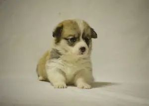 Photo №3. Welsh Corgi Pembroke Puppies. Russian Federation