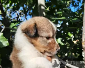 Photo №3. Selling 2 boys sheltie. Russian Federation