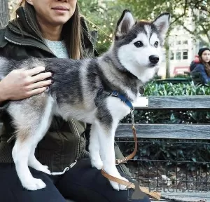 Photo №1. siberian husky - for sale in the city of Rovinari | 417$ | Announcement № 8225