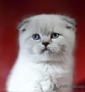 Photo №4. I will sell scottish fold in the city of Kiev. from nursery - price - 550$