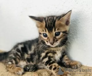 Photo №1. bengal cat - for sale in the city of Jyväskylä | Is free | Announcement № 129140