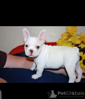 Photo №4. I will sell french bulldog in the city of Hannover. private announcement - price - 387$