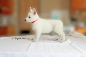 Photo №2 to announcement № 2890 for the sale of berger blanc suisse - buy in Russian Federation from nursery