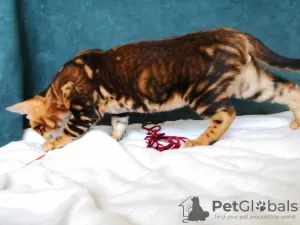 Additional photos: Bengal kittens