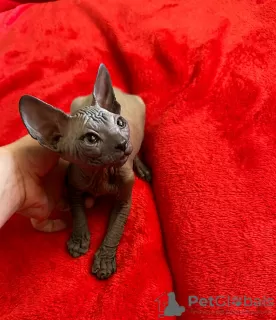 Photo №1. sphynx cat - for sale in the city of Valmiera | 317$ | Announcement № 51331