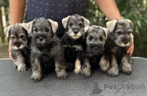 Photo №2 to announcement № 65668 for the sale of schnauzer - buy in Poland breeder